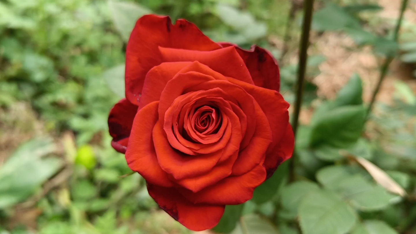 地栽的月季自由女神,还是小苗,就开了这几朵,实物比视频里红一些