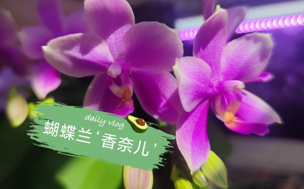 【植物展示】蝴蝶兰香奈儿,一款有着明显原种基因的浓香蝴蝶兰!