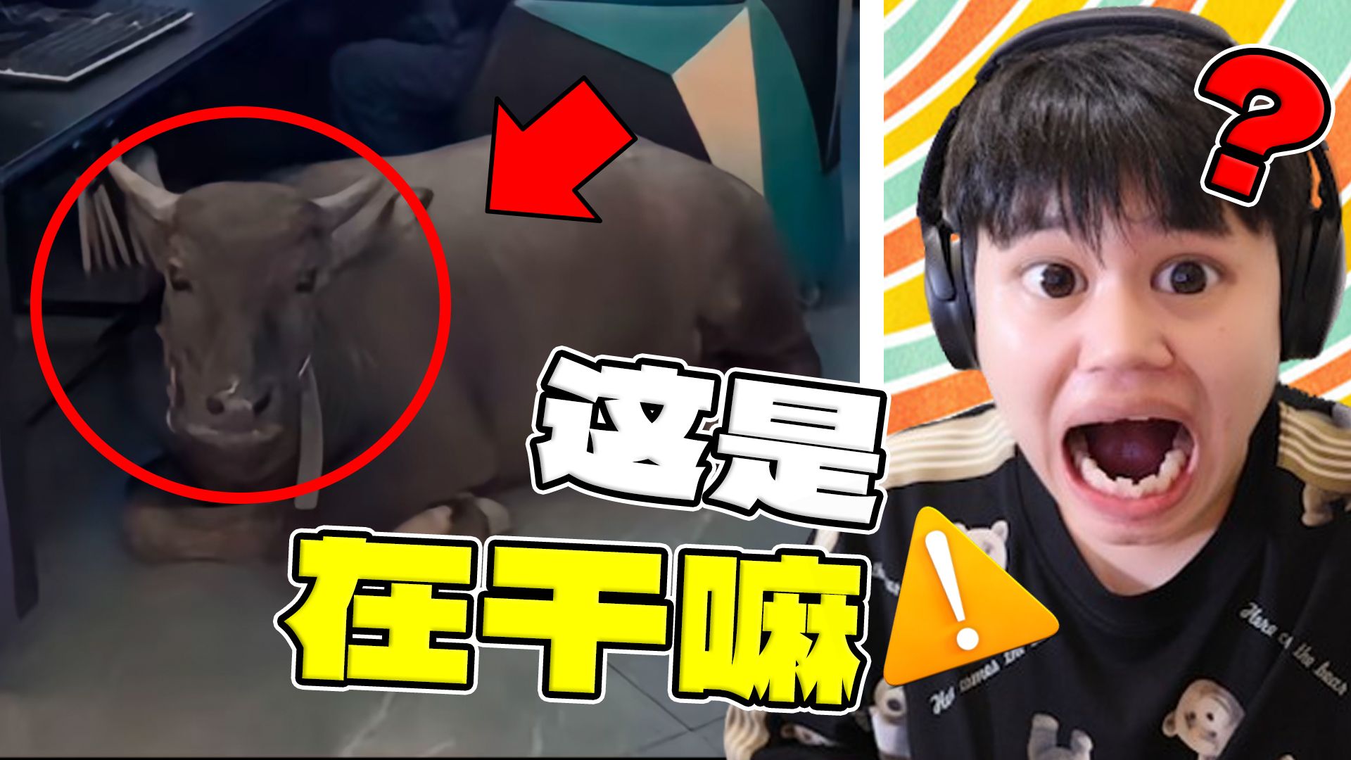 【不要惊讶挑战】离谱！人类最奇葩的迷惑行为？！-机智的呆狗-机智的呆狗-哔哩哔哩视频