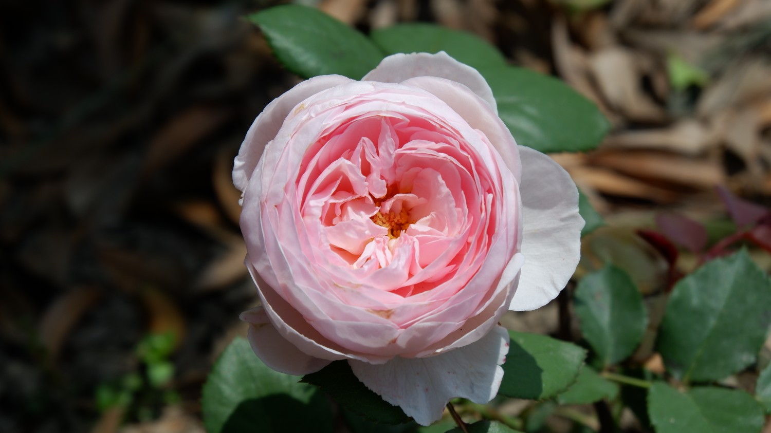 【植物】月季——温柔的赫敏_哔哩哔哩_bilibili