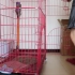 养猫必备猫笼子，隔离关禁闭都用的上，就是折叠的笼子有点晃