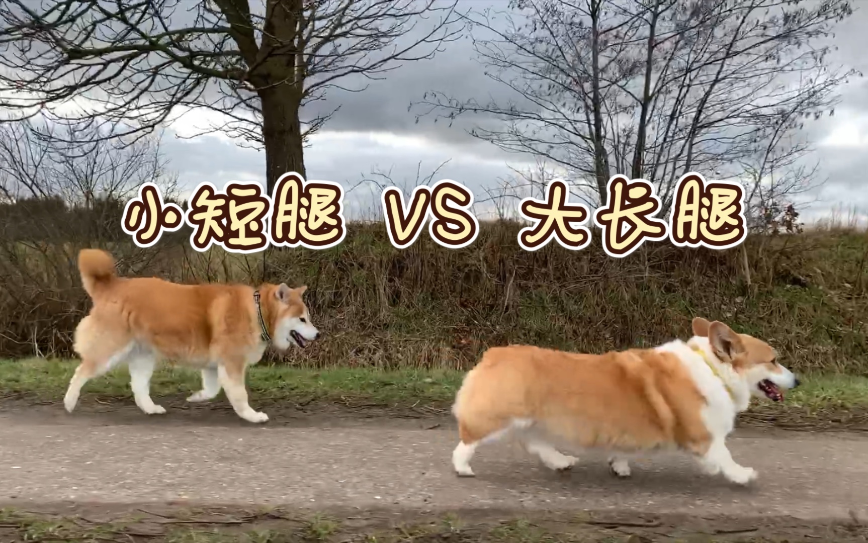 柯基柴犬小短腿vs大长腿腿虽短但步履轻盈