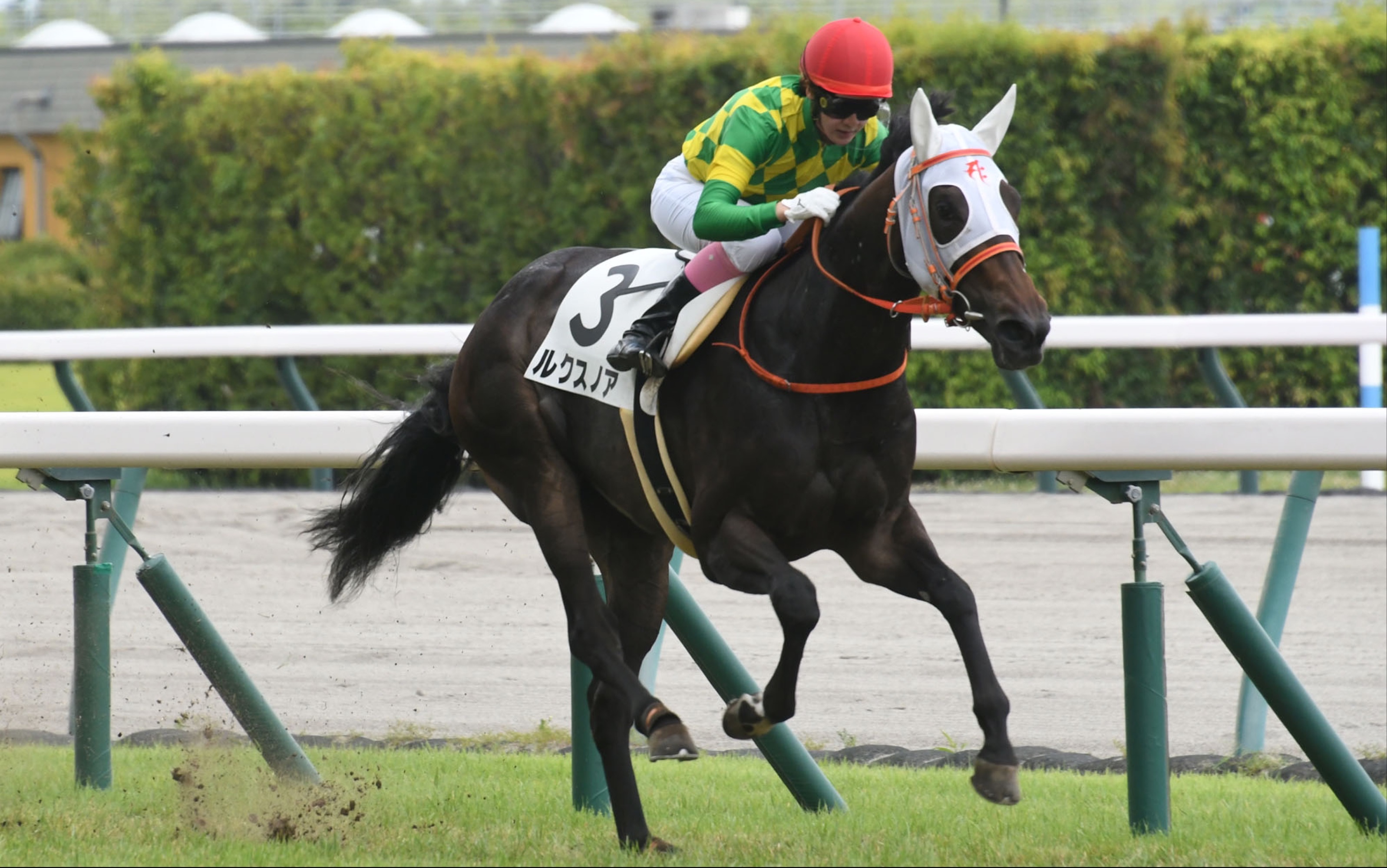 新马战 ルクスノア【黄金巨匠产驹本届二岁首胜】光辉之舟