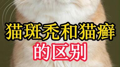 猫斑秃和<em class="keyword">猫癣</em>的区别
