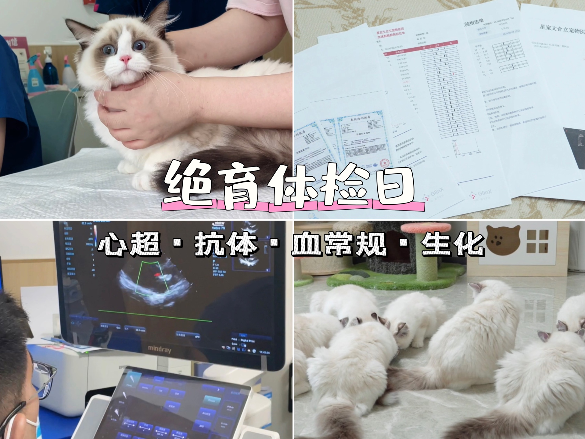 布偶猫舍vlog:绝育全程记录ⷥ🃨𖅂𗮐Š抗体ⷧ”Ÿ化哔哩哔哩bilibili