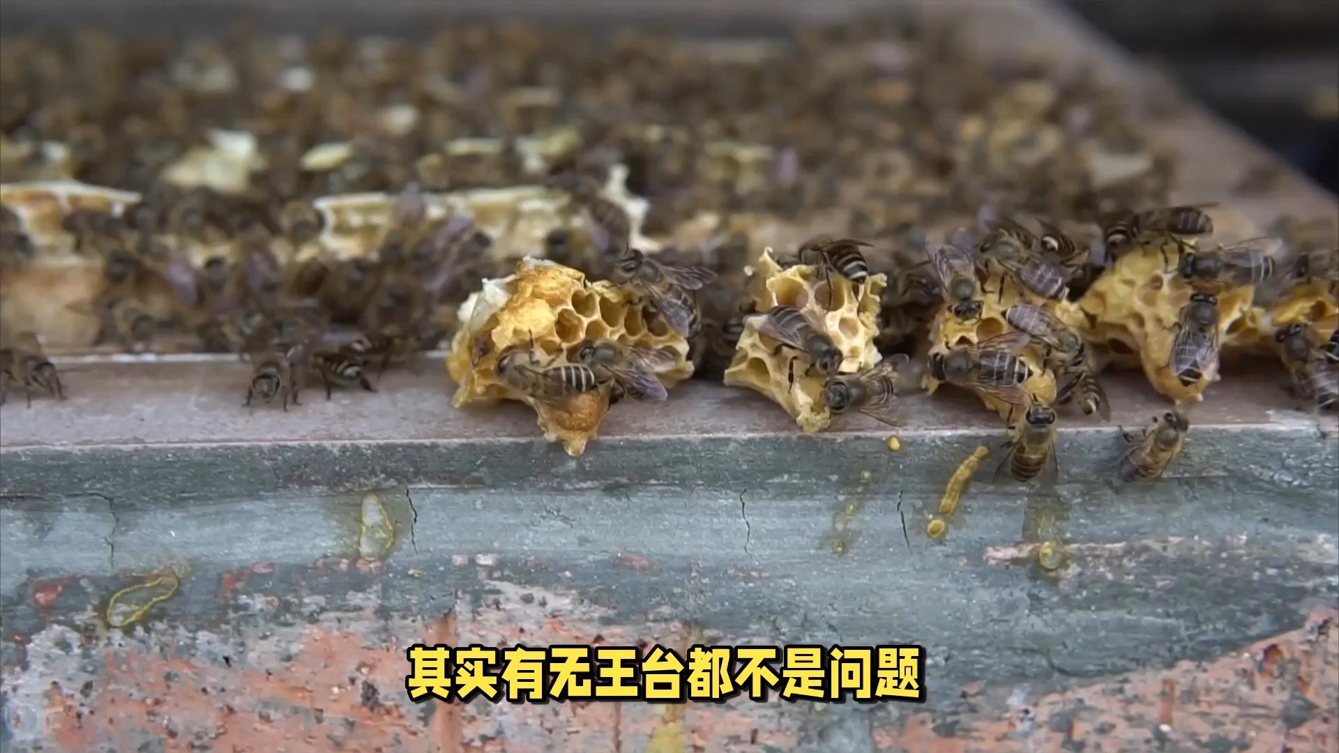 土养蜜蜂分蜂技巧:难寻蜂王?造新王台来解决!