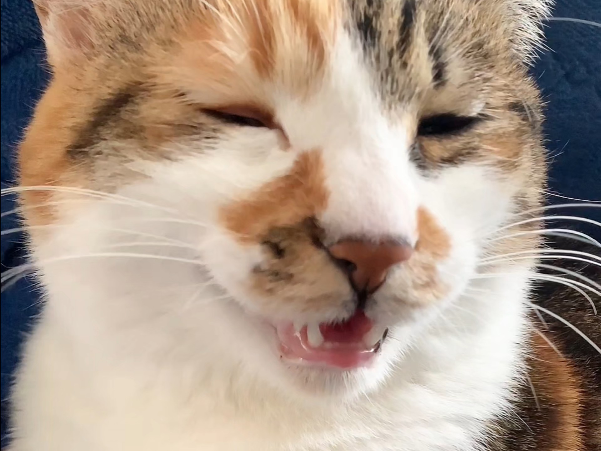 小猫总是眯着眼喵喵 知不知道自己有多可爱啊