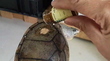 剃刀龟腐甲第二天