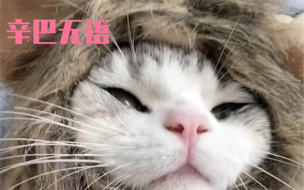 猫:别搞了好伐 生无可恋了喵哔哩哔哩bilibili