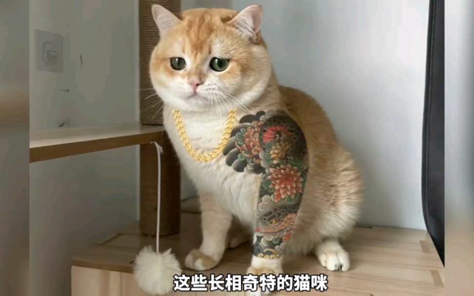 [图]纹了花臂的猫你见过吗？