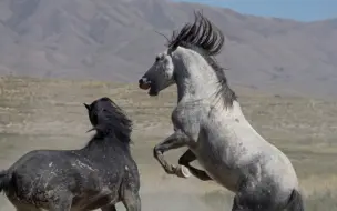 Video herunterladen: 【4K】两匹野马在荒原上搏斗 胜者获得交配权