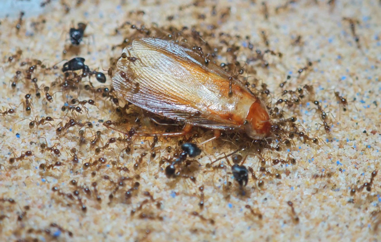 中华大头蚁捕食亚成体樱桃蟑螂