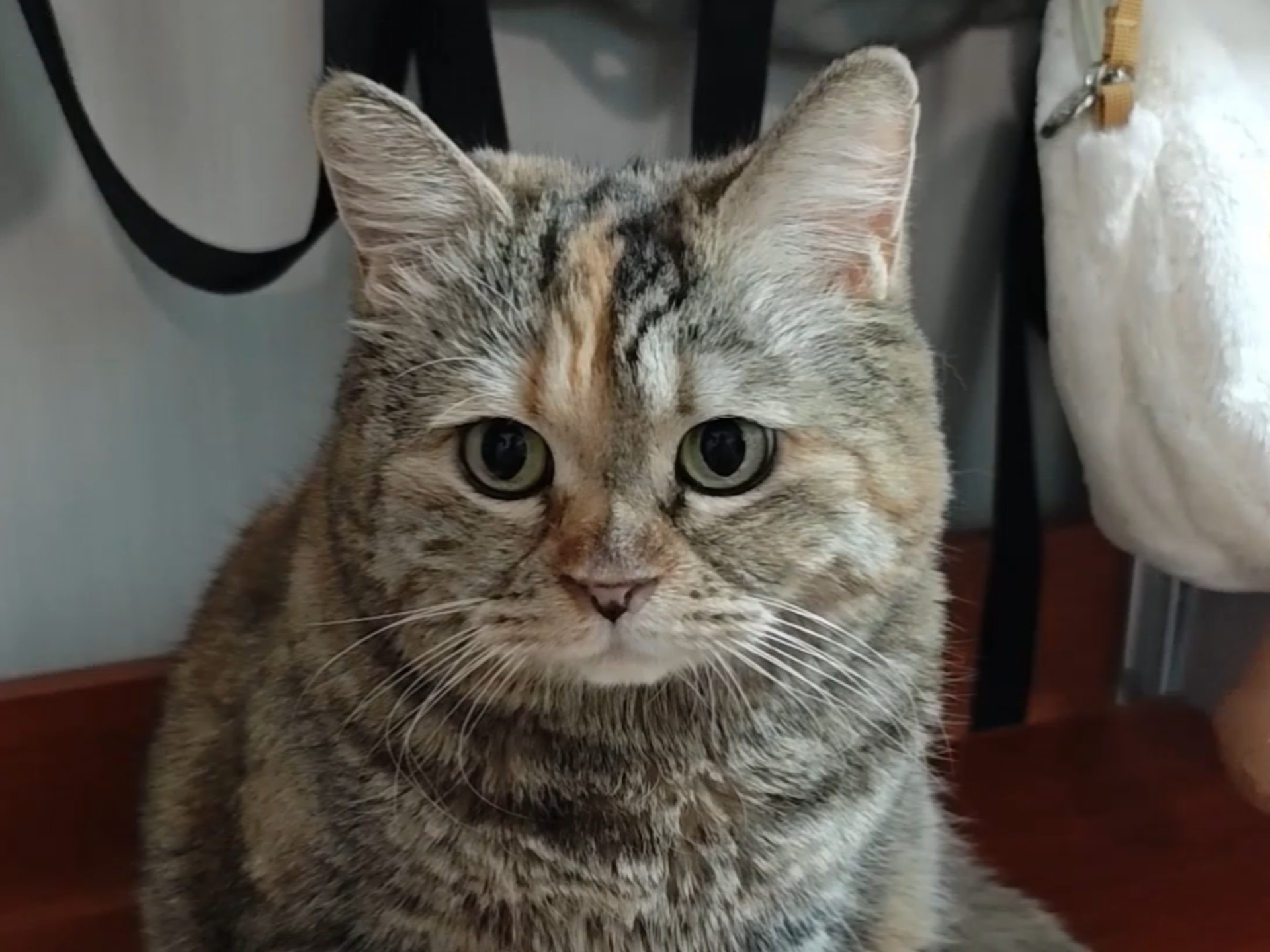 现在的小猫饭是越来越难要了