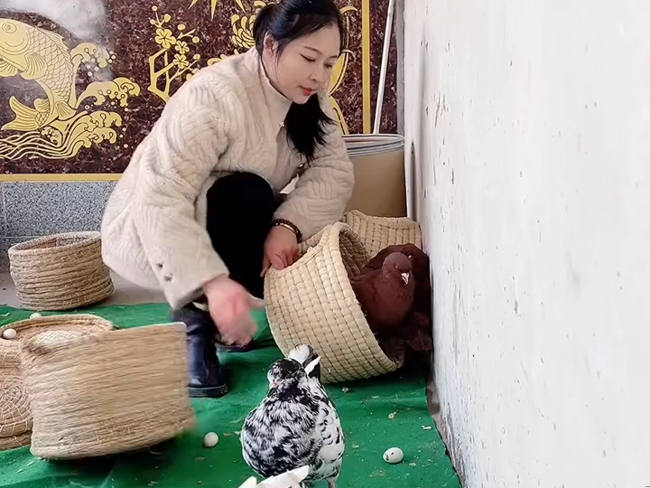 大体元宝鸽 #鸽子养殖技术 #养鸽人 (7) (7)