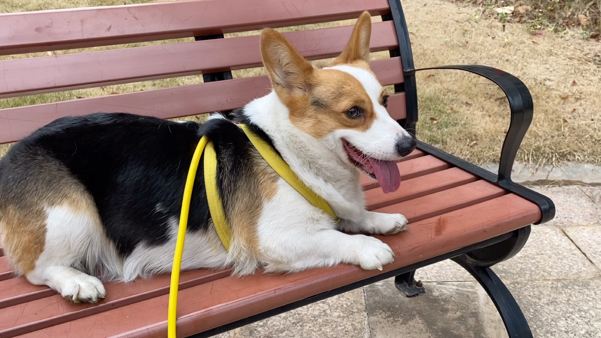 【柯基妮可】毛毛歌_哔哩哔哩 (゜-゜)つロ 干杯~-bilibili