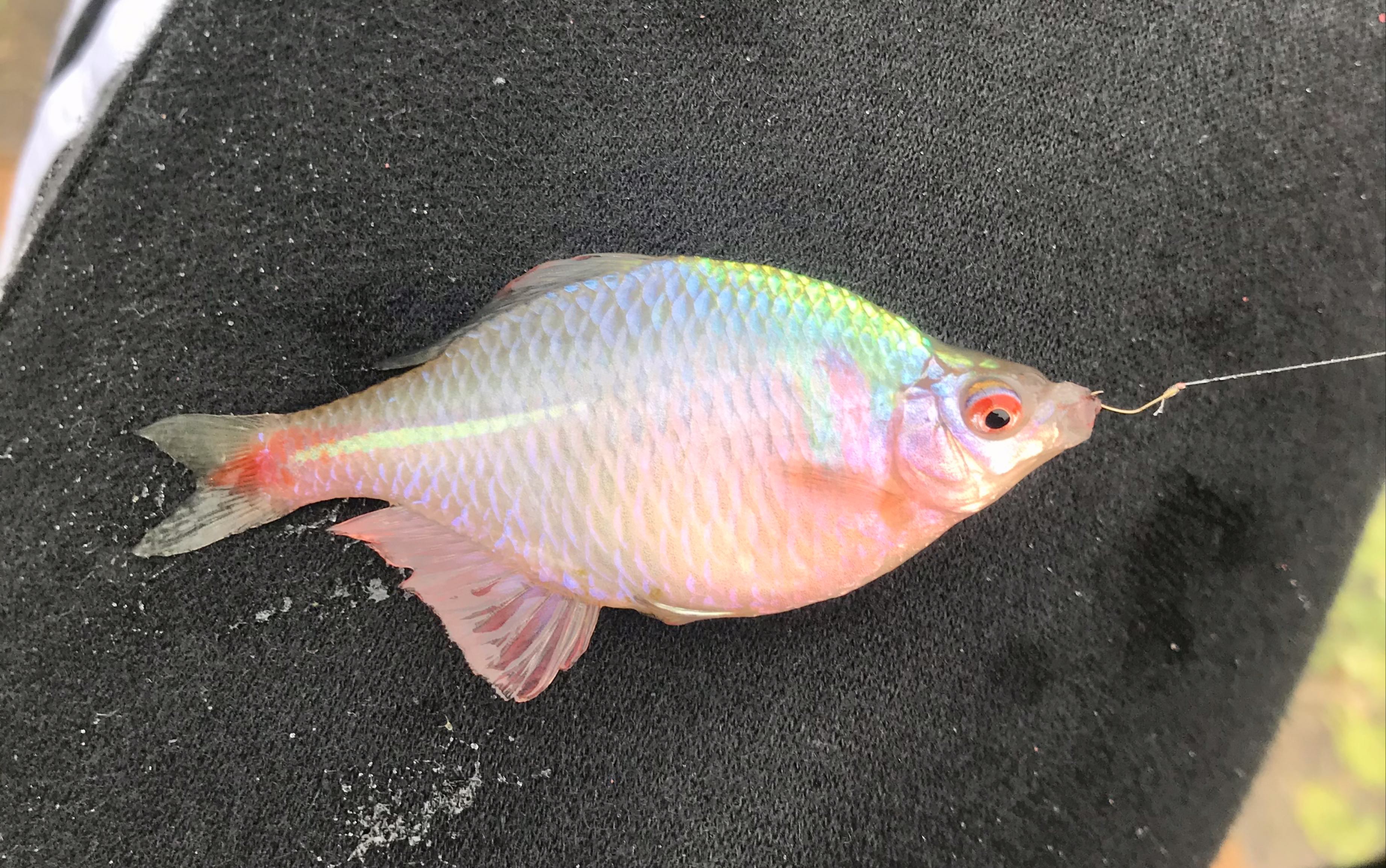 高中生顶着大风在美兰湖玩小物钓鳑鲏微物钓为了钓鱼也是够拼的