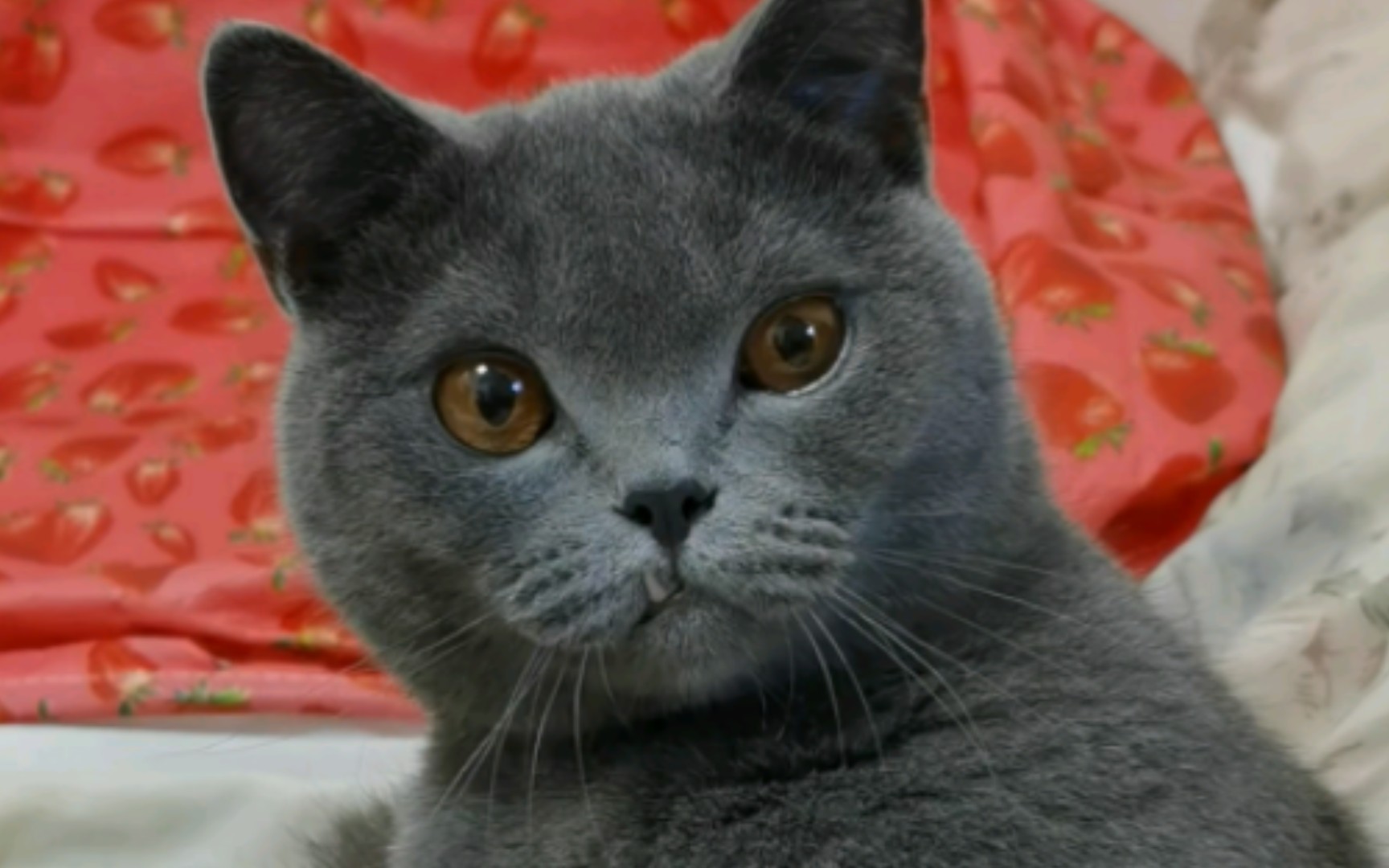 蓝猫=懒猫.用逗猫棒逗它都无动于衷