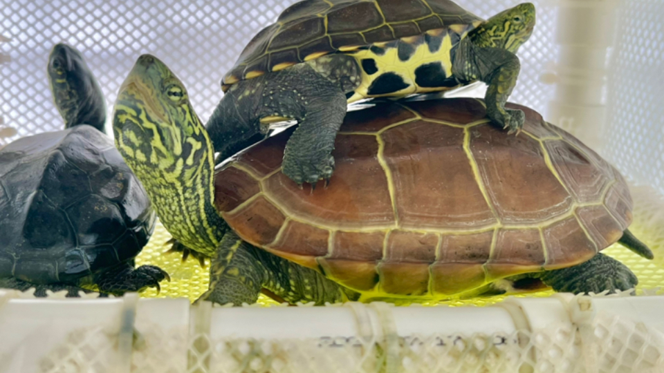 草龟绿头花脸合集