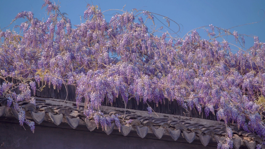 [图]拙政园紫藤花开｜文徵明手植｜蒙茸一架自成林