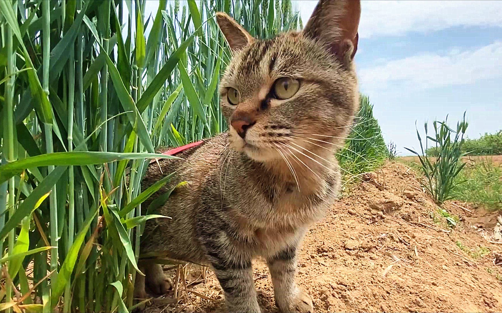 农村遛猫,移动表情包瞬间上线!哔哩哔哩bilibili