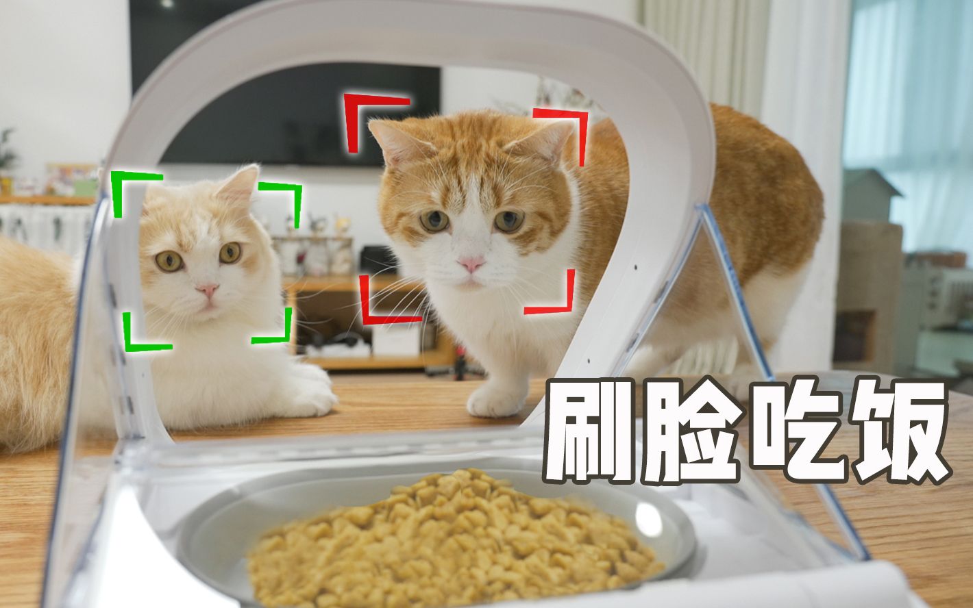 [图]猫脸识别喂食器，猫：以我的颜值...哎！你别关呀