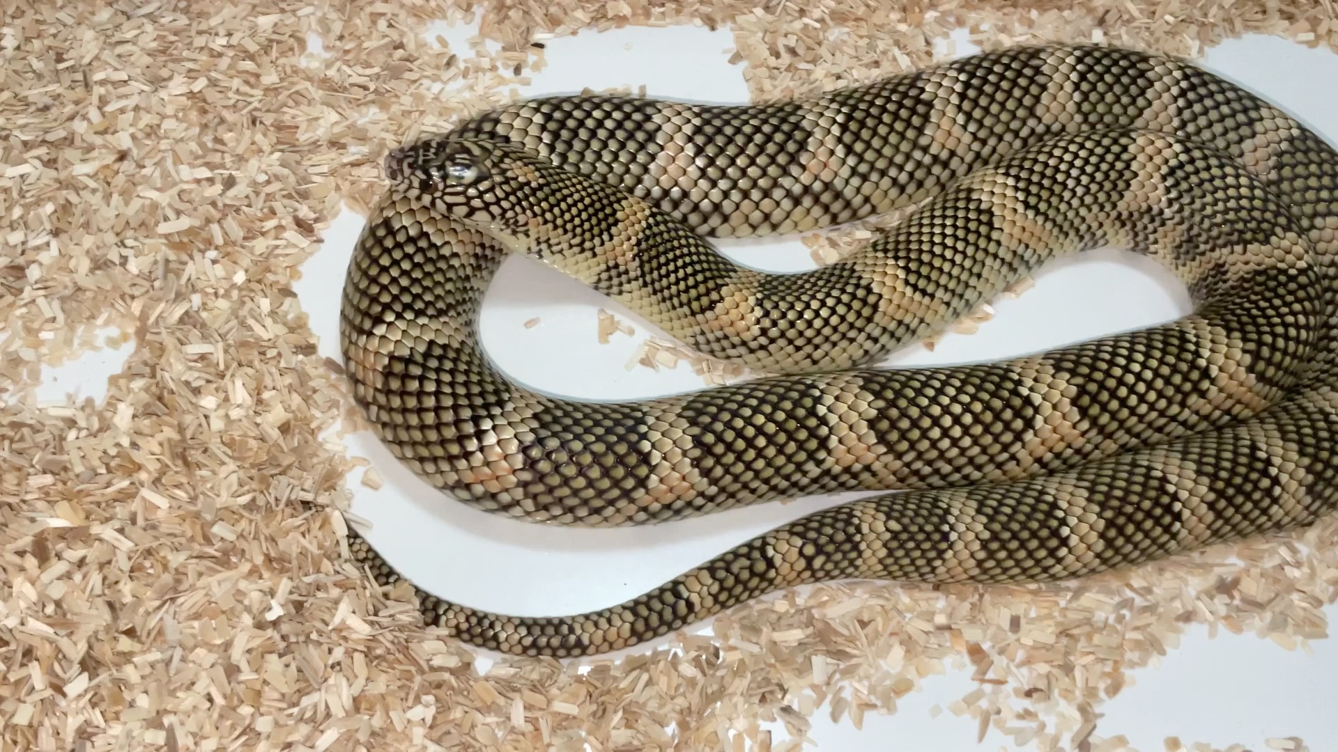 最近很喜欢的一条原色布鲁克