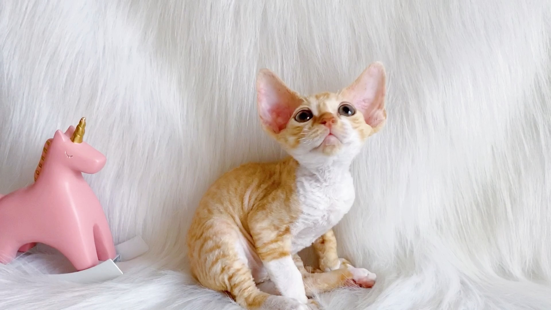 德文卷毛猫 | 我可爱吗?