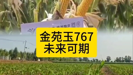 金苑玉767 抗逆高产、挑战吨产.昨日种下一粒种、今日长出一颗苗、他日喜迎大丰收 #聚焦三农服务百姓 #种子决定产量 #科学种田才能增产增收哔哩哔哩...