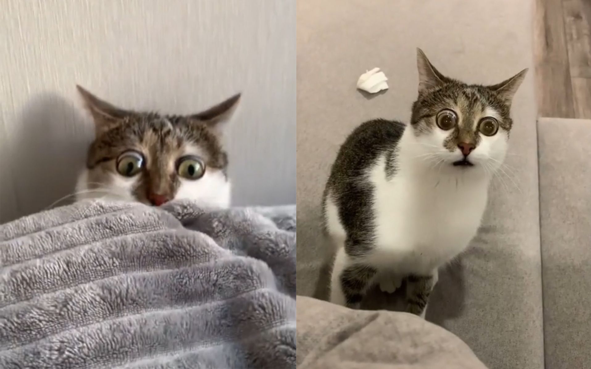 这只猫咪鬼鬼祟祟的