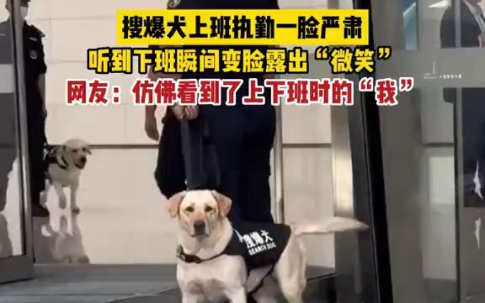 搜爆犬上班执勤一脸严肃 下班后原形毕露哔哩哔哩bilibili