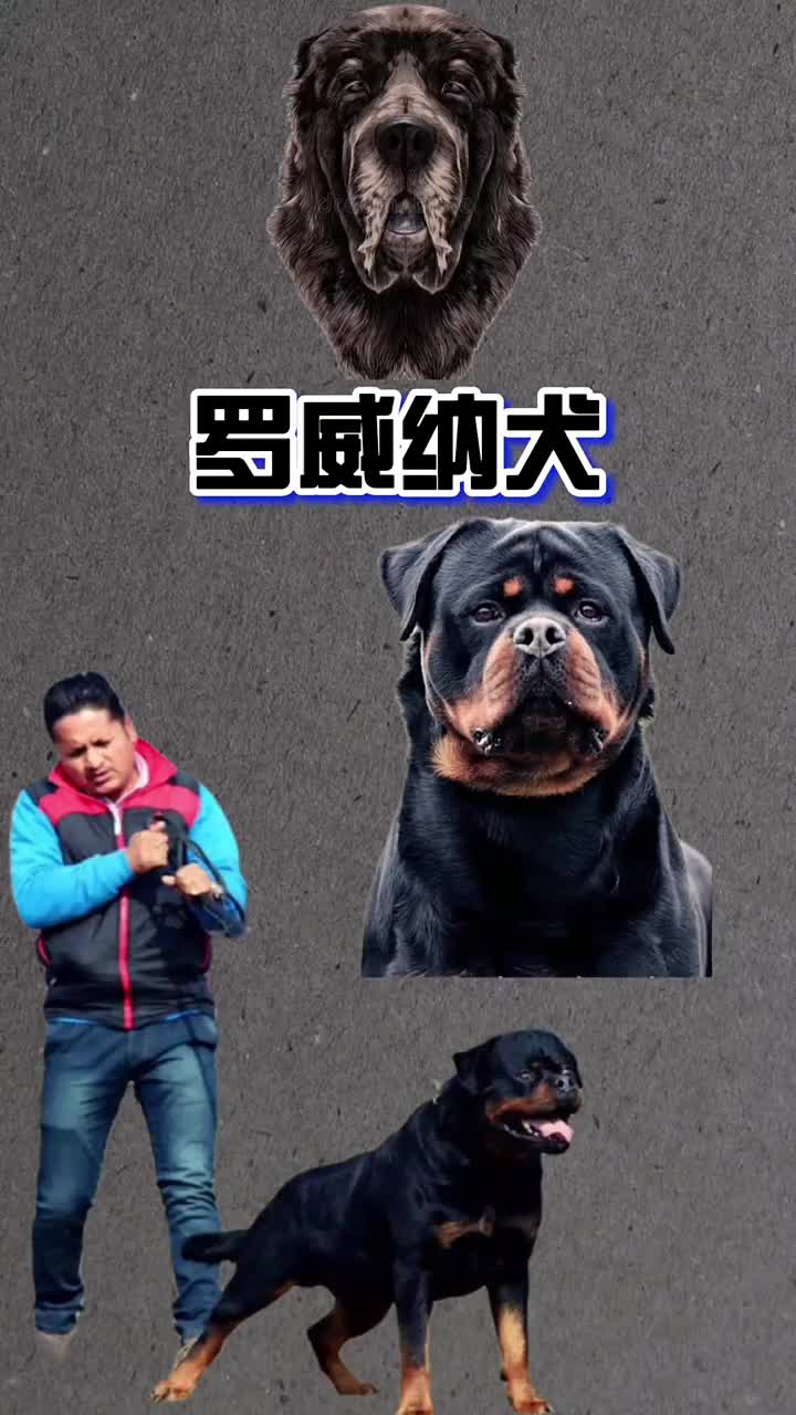 世界顶级防爆犬,罗威纳犬哔哩哔哩bilibili