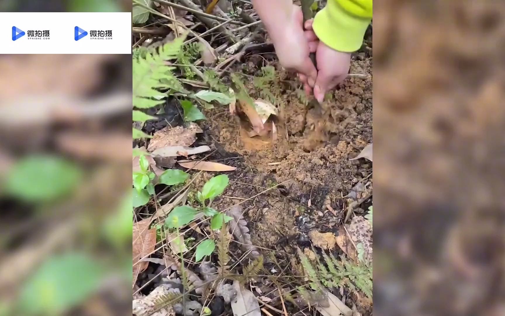 大学因疫情封校学生开始去后山采蘑菇挖笋山上的笋真被夺完了
