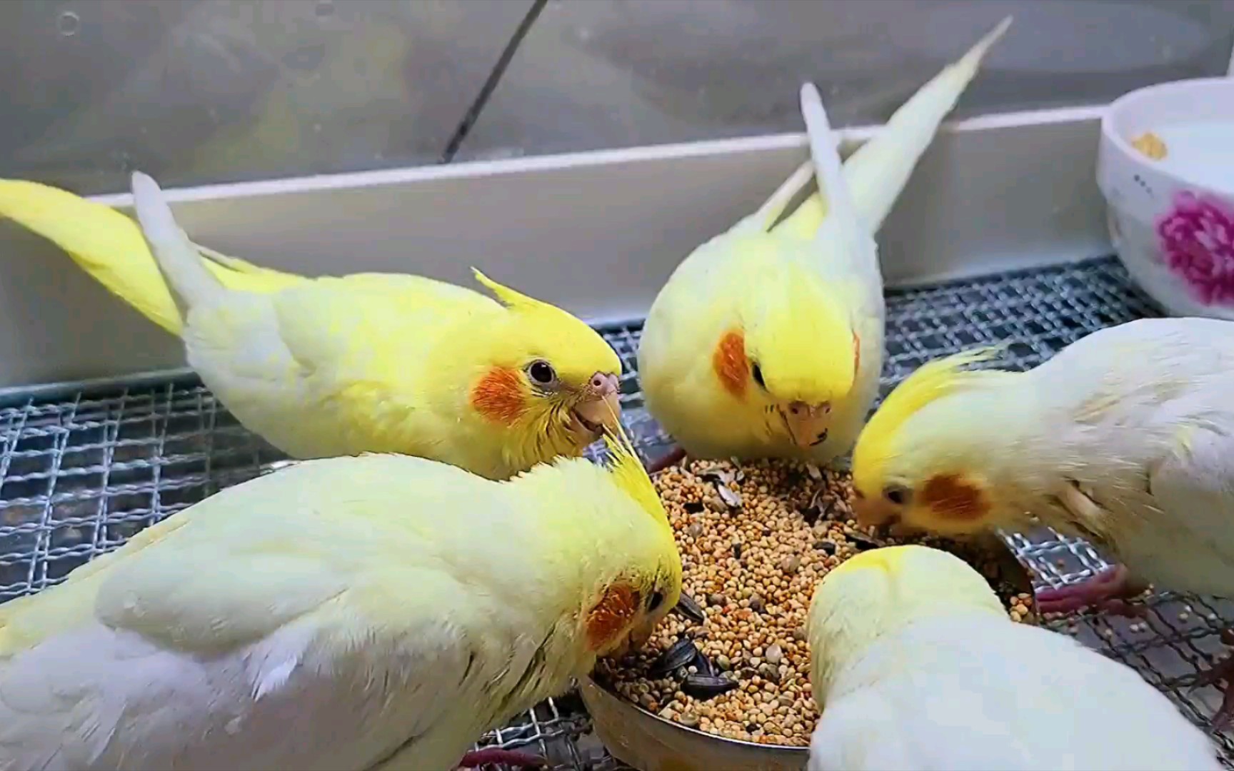 活动  【玄凤鹦鹉】今天第一次给玄凤鹦鹉吃混合粮,它们竟然只吃它