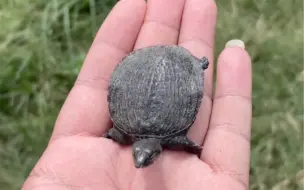 Скачать видео: 今天我变成了小乌龟