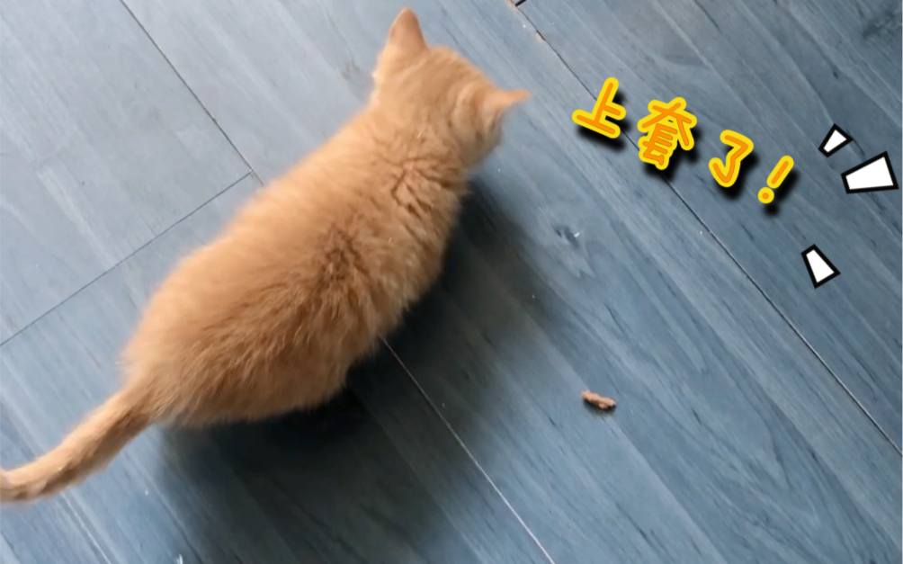 捉猫大队上线!看铲屎官如何"诱捕"馋猫!_哔哩哔哩_bilibili