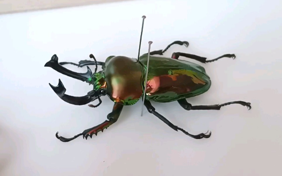 制作彩虹锹甲标本一