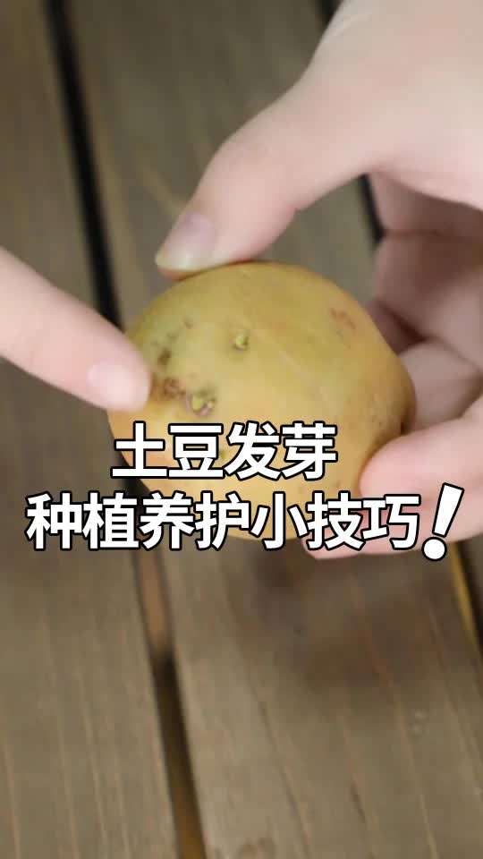 土豆发芽了,教你一个种植小方法!哔哩哔哩bilibili