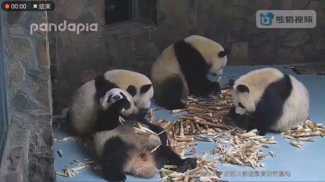 [图]大熊猫星繁 有哥的繁繁像宝宝