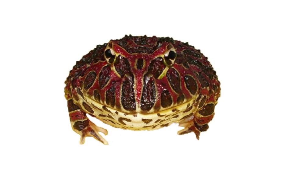 【角蛙开箱】南瓜角蛙开箱视频,角蛙王子作品,角蛙繁殖户,爬宠爱好者