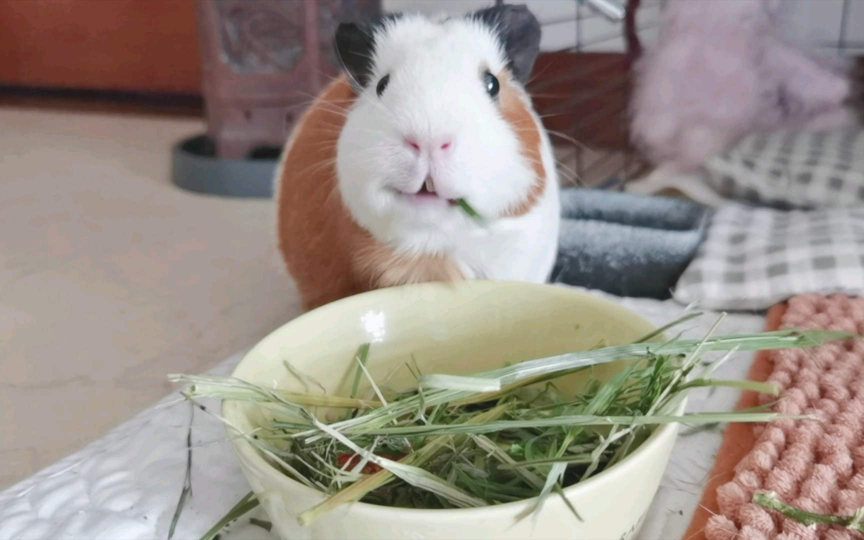 【荷兰猪】干饭猪