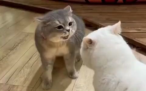 有猫在骂猫 有猫吵不过 有猫在吃瓜哔哩哔哩bilibili