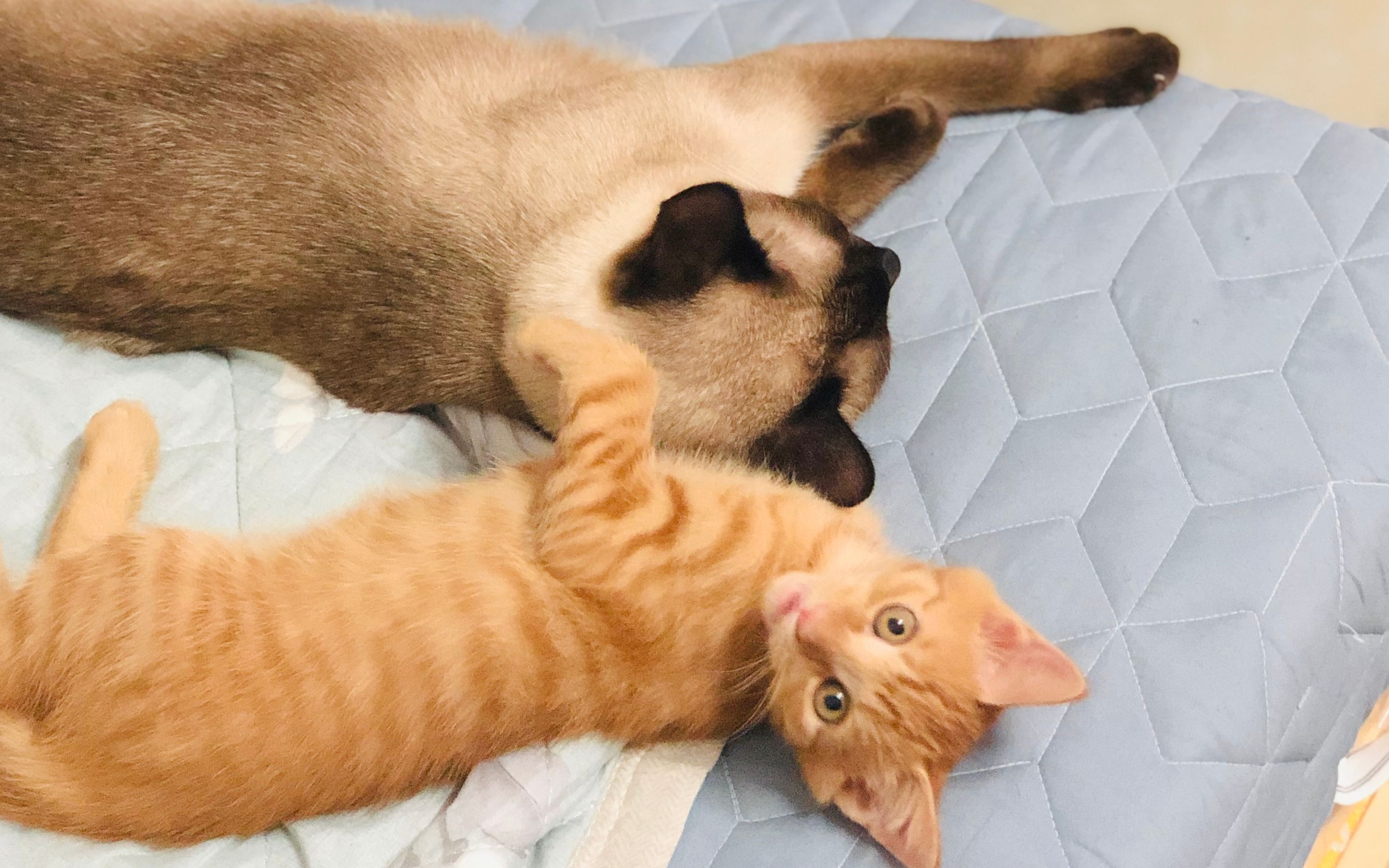 小橘猫vs大暹罗