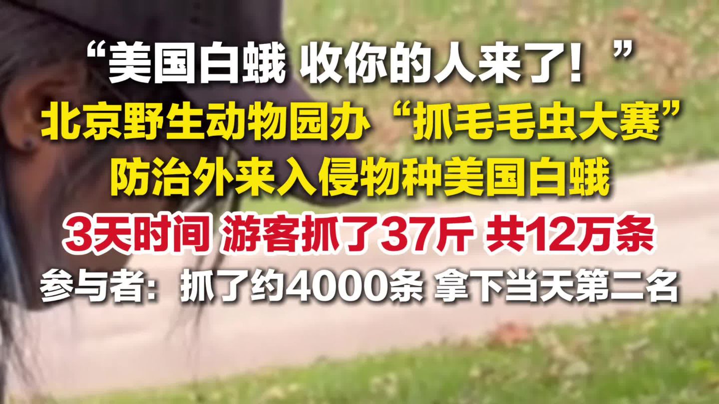 北京野生动物园办抓毛毛虫大赛 ，游客3天抓了12万条美国白蛾