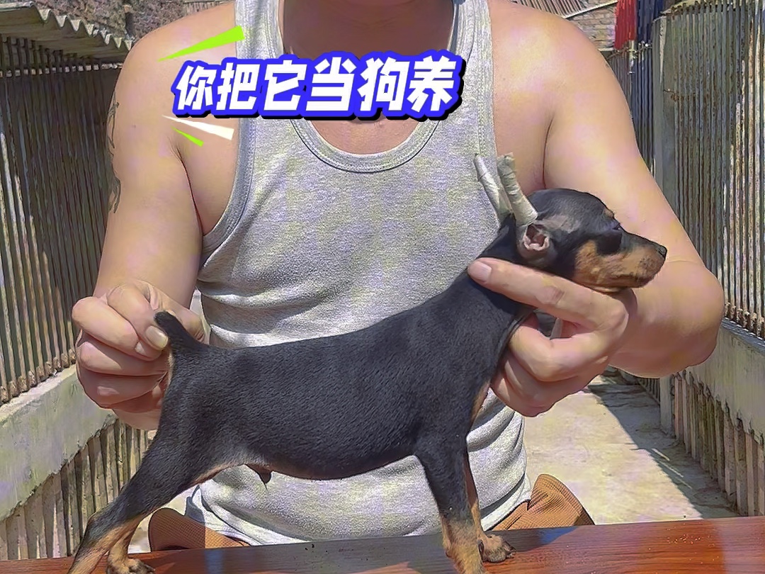 #迷你宾莎犬 #迷你杜宾犬 养了狗呀跟养了个爹似的,如果你把狗当狗养,它肯定好养,如果你不把它当狗养,它都不把自己当狗了#拿捏狗子哔哩哔哩bilibili