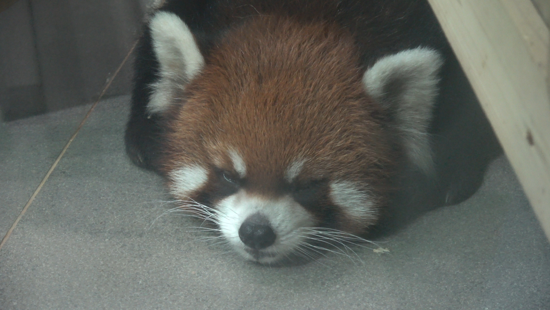 【小熊猫窝窝头】趴趴窝头