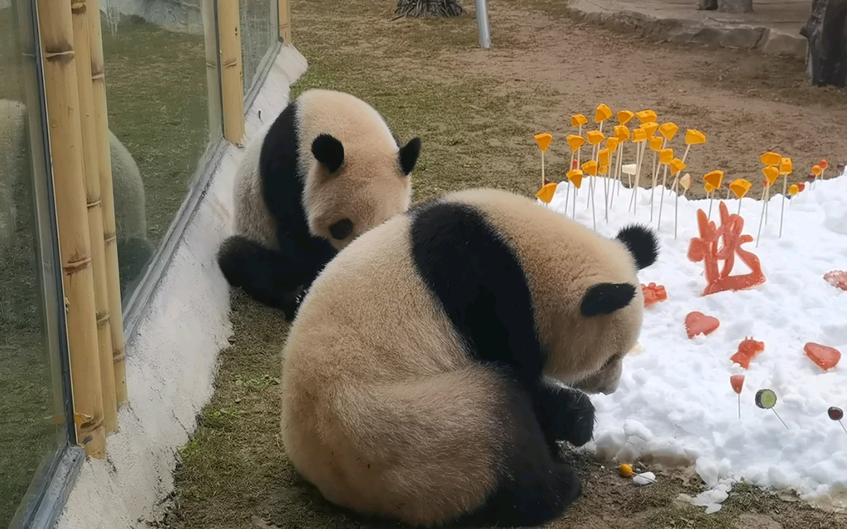 【大熊猫奇珍奇宝】库存～吃比玩来的重要95