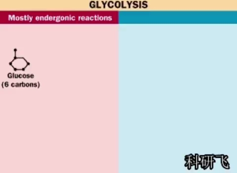 糖酵解过程动画哔哩哔哩bilibili