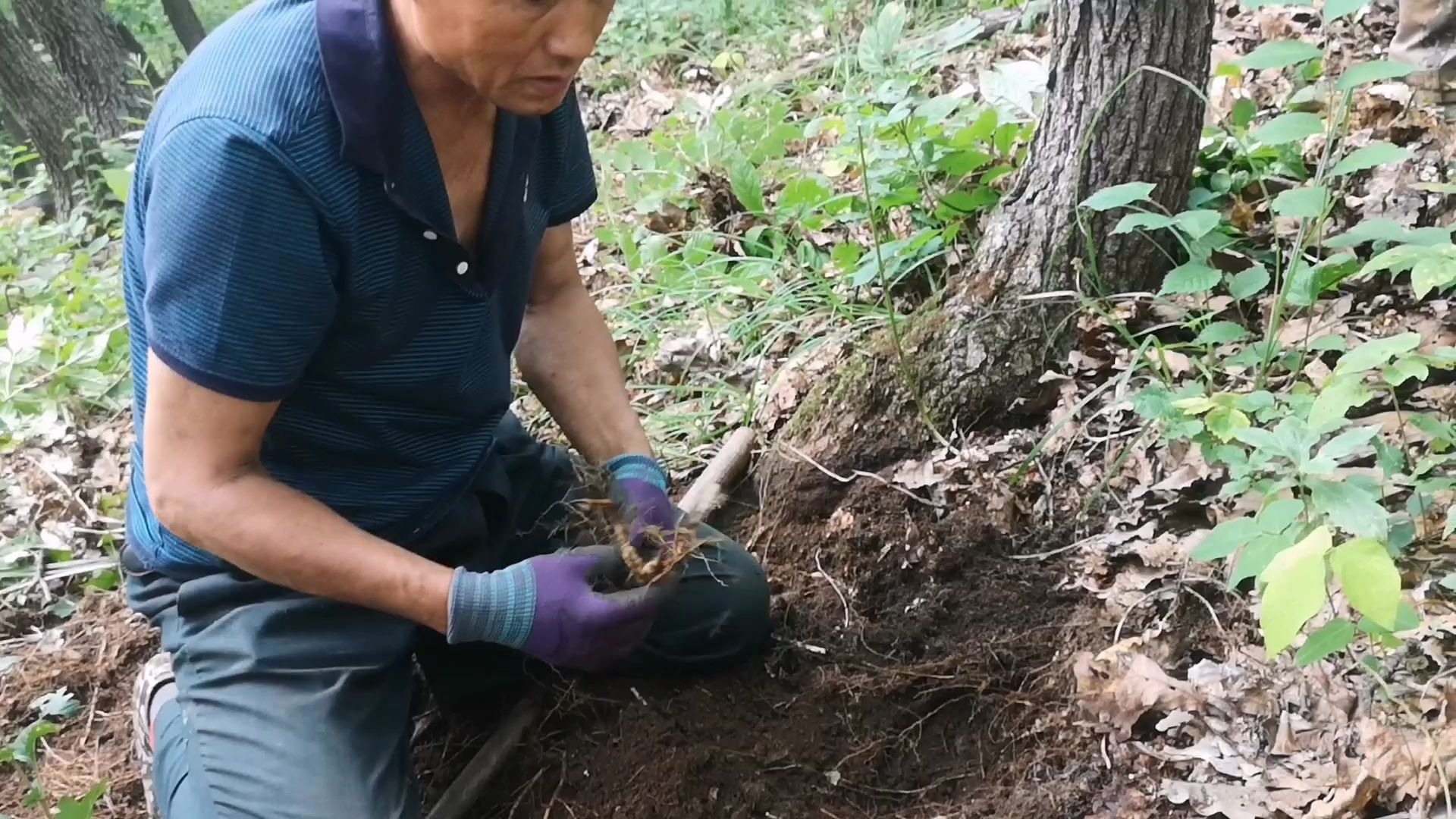 农村小伙去荒废了二十年的荒山挖人参,发现五匹叶老山参哔哩哔哩bilibili