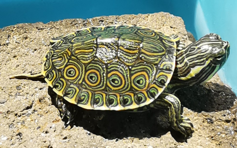 【乌龟】老母亲爆哭,大河甜甜圈终于肯吃东西了