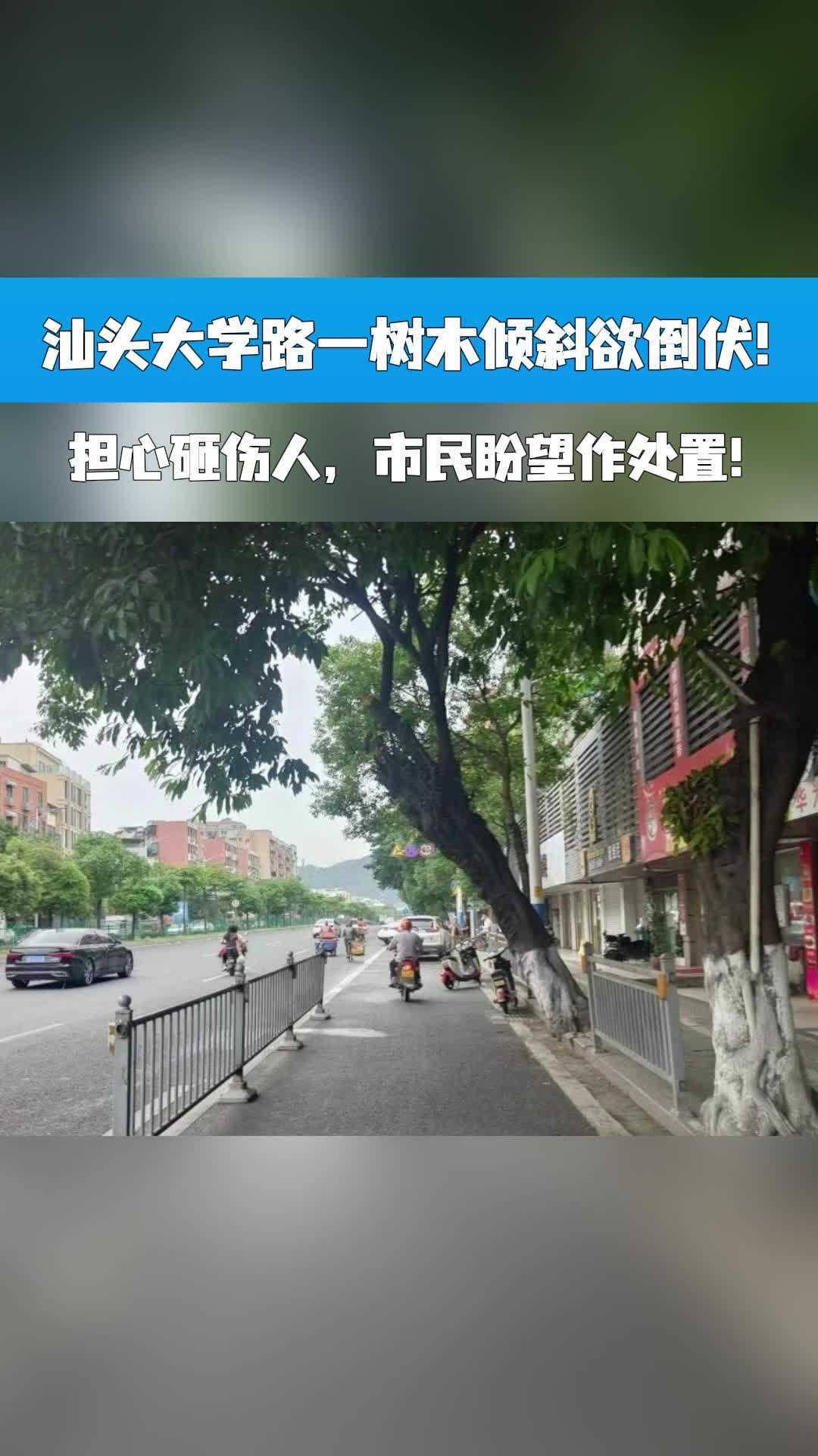 汕头大学路一树木倾斜欲倒伏!